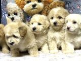 Çeşi̇t Çeşi̇t Malti̇poo Buyrun Efendi̇m