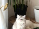 Hari̇ka Renk Sevi̇mli̇ Bri̇ti̇sh Longhai̇r Yavrum
