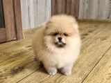 Teddy Bear Pomerani̇an Yavrulari