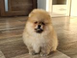 Teddy Bear Pomerani̇an Yavrulari