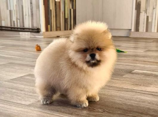 Teddy Bear Pomerani̇an Yavrulari görsel