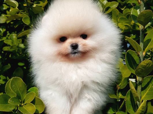 Teddy Bear Pomerani̇an Yavrulari