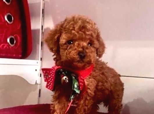 Safkan Pet Eğitimli Ev Doğumlu Minik Poodle Çocuklar görsel