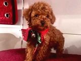 Safkan Pet Eğitimli Ev Doğumlu Minik Poodle Çocuklar