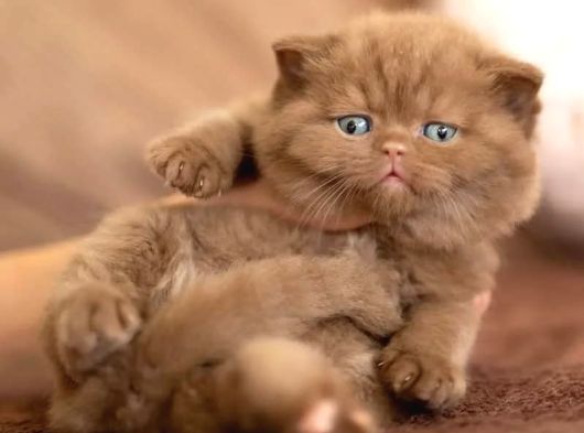 Sıradışı Chocolate British Shorthair Yavrumuz görsel