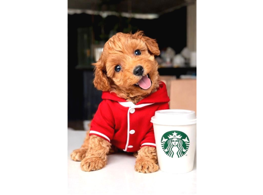 Çok Özel Malti̇poo Yavrularimiz görsel