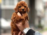Mükemmel A kalite garantili toy Poodle yavrularımız