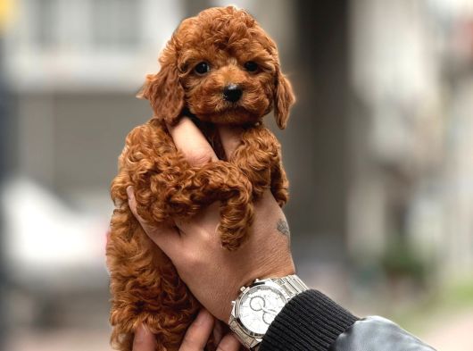 Mükemmel A Kalite Garantili Toy Poodle Yavrularımız