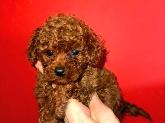 Mükemmel A Kalite Garantili Toy Poodle Yavrularımız görsel