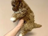 F2 Malti̇poo Yavrulari Antalya