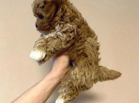 F2 Malti̇poo Yavrulari Antalya görsel