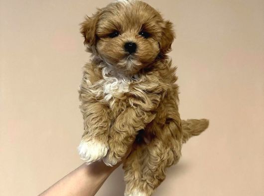 F2 Malti̇poo Yavrulari Antalya