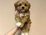 F2 Malti̇poo Yavrulari Antalya