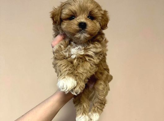 F2 Malti̇poo Yavrulari Antalya görsel