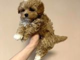 F2 Malti̇poo Yavrulari Antalya