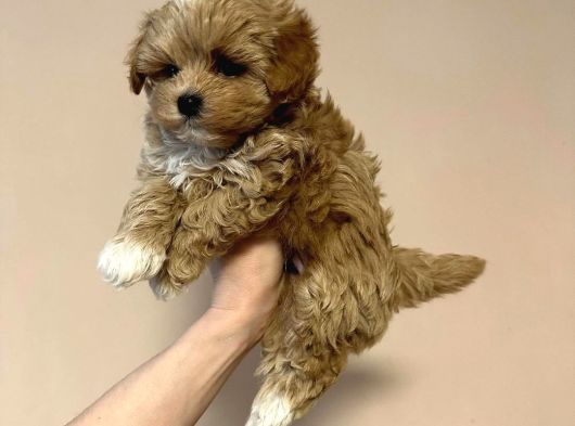 F2 Malti̇poo Yavrulari Antalya görsel