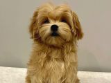 aNTALYA MALTİPOO DÜNYASI