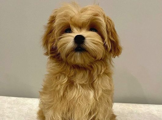 Antalya Malti̇poo Dünyasi