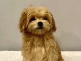 Antalya Malti̇poo Dünyasi