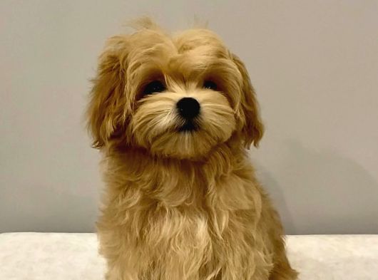 Antalya Malti̇poo Dünyasi görsel
