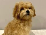 Antalya Malti̇poo Dünyasi