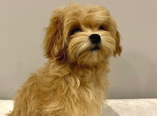 Antalya Malti̇poo Dünyasi görsel