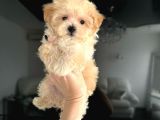 Antalya Malti̇poo Dünyasi