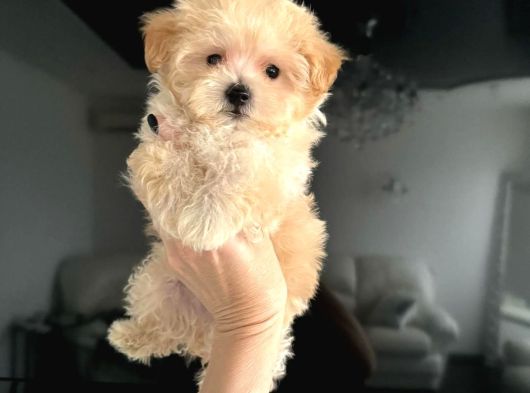 Antalya Malti̇poo Dünyasi görsel