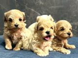 F2 Malti̇poo Yavrulari Antalya