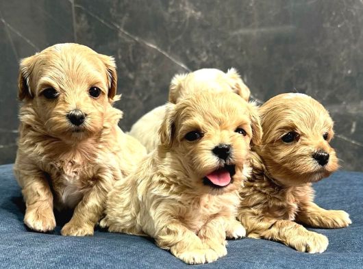 F2 Malti̇poo Yavrulari Antalya görsel