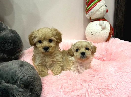 Antalya Malti̇poo Dünyasi görsel