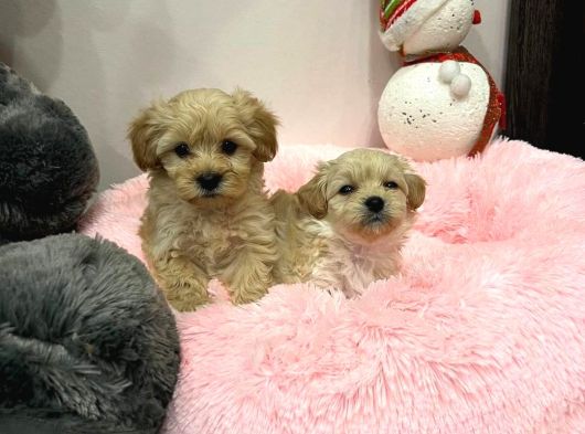 Antalya Malti̇poo Dünyasi görsel