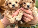 F2 Malti̇poo Yavrulari Antalya
