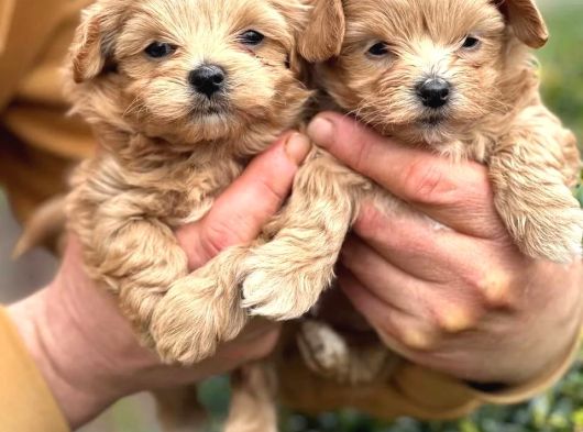 F2 Malti̇poo Yavrulari Antalya görsel