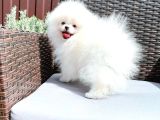 Teddy Bear Pomerani̇an Yavrulari