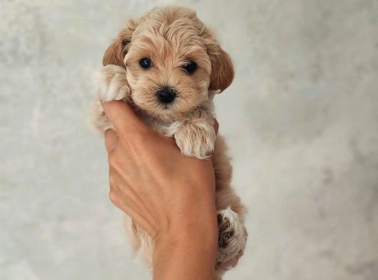 F2 Malti̇poo Yavrulari Antalya görsel