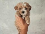 F2 Malti̇poo Yavrulari Antalya