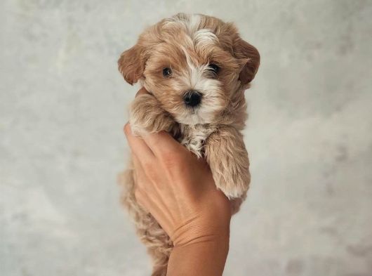 F2 Malti̇poo Yavrulari Antalya görsel