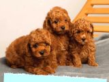 ŞAHANE TOY POODLE YAVRULARI