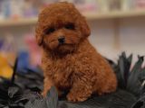 EFSANE TOY POODLE YAVRULARI