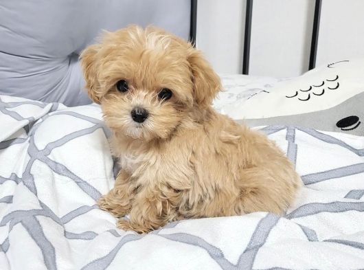 Antalya Malti̇poo Dünyasi görsel