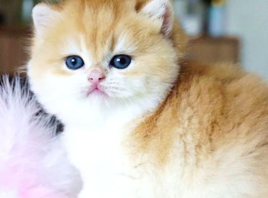 Pofuduk Sürat Golden British Shorthair görsel