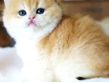 Pofuduk Sürat Golden British Shorthair
