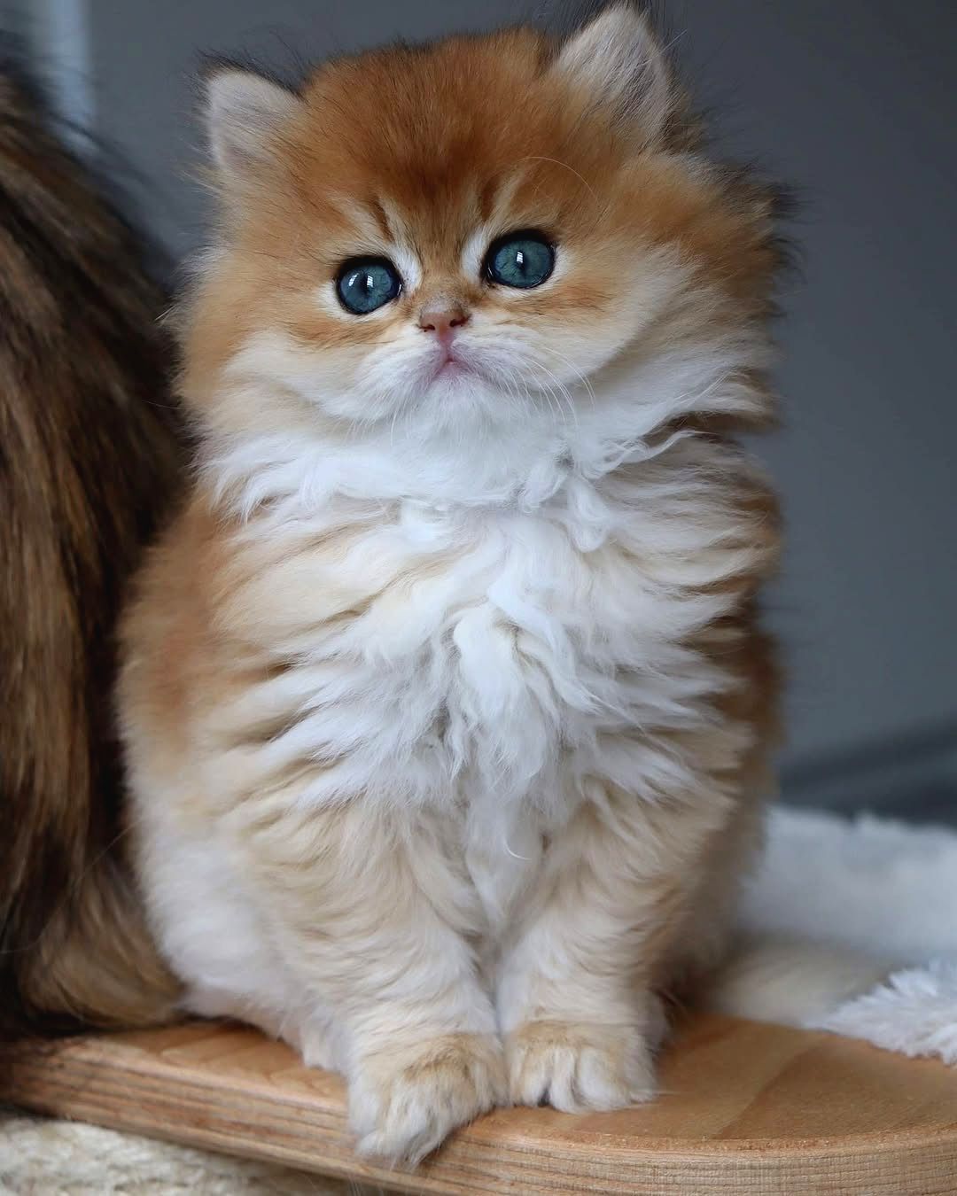 İpeksi Tüylü Golden British Longhair - Patibul.com
