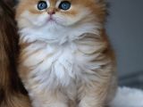 İpeksi tüylü Golden British Longhair