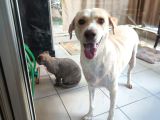 Gerçek Bir Hayat Arkadaşı Arayanlara Çok Uyumlu Bir Köpek