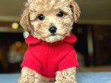 Mağazamızdan Ufak Boy Dişi Ve Erkek Maltipoo Yavrularımız