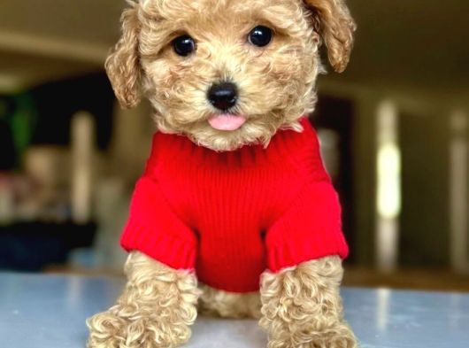 Mağazamızdan Ufak Boy Dişi Ve Erkek Maltipoo Yavrularımız