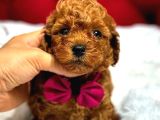 Kore teacup babadan teacup poodle bebekler