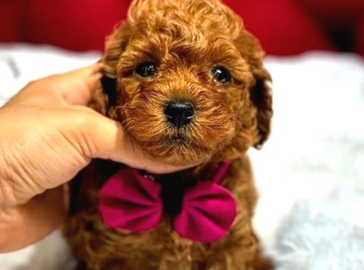 Kore teacup babadan teacup poodle bebekler